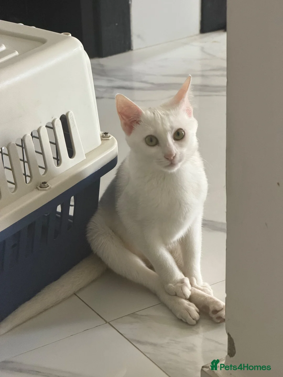 Arabian Mau cats for sale: Disabled Arabian mau kitten from Dubai  - Advert 1