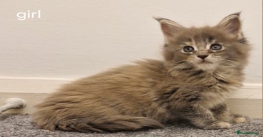 Maine Coon cats - Advert 8