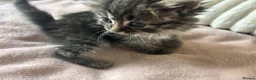 Mixed Breed cats for sale: Ragdoll x Maine coon - Advert 16