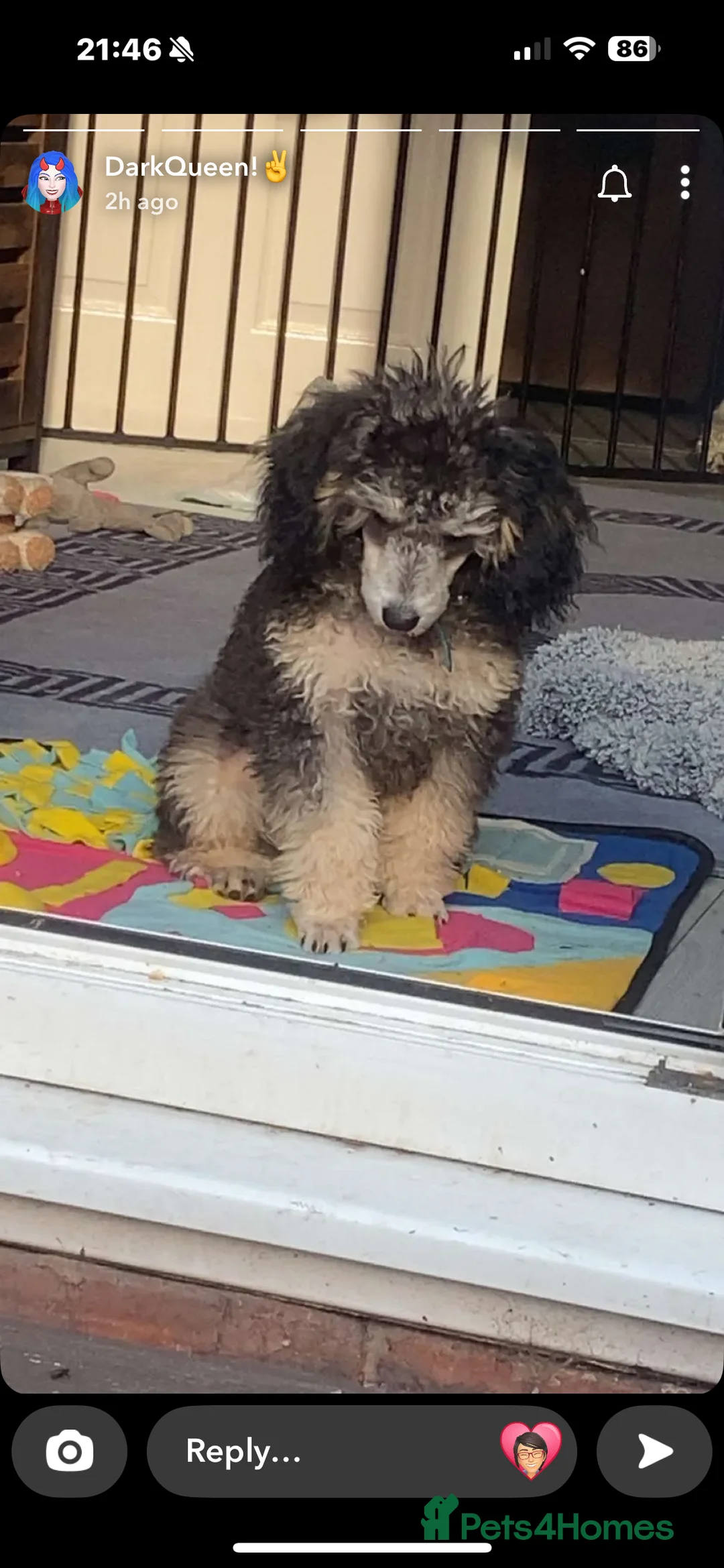 Toy Poodle dogs for sale: silver phantom toy poodle  - Advert 3