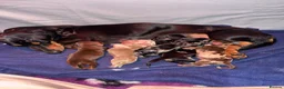 Miniature Dachshund dogs for sale: 2 beautiful miniature dachshunds  - Advert 9