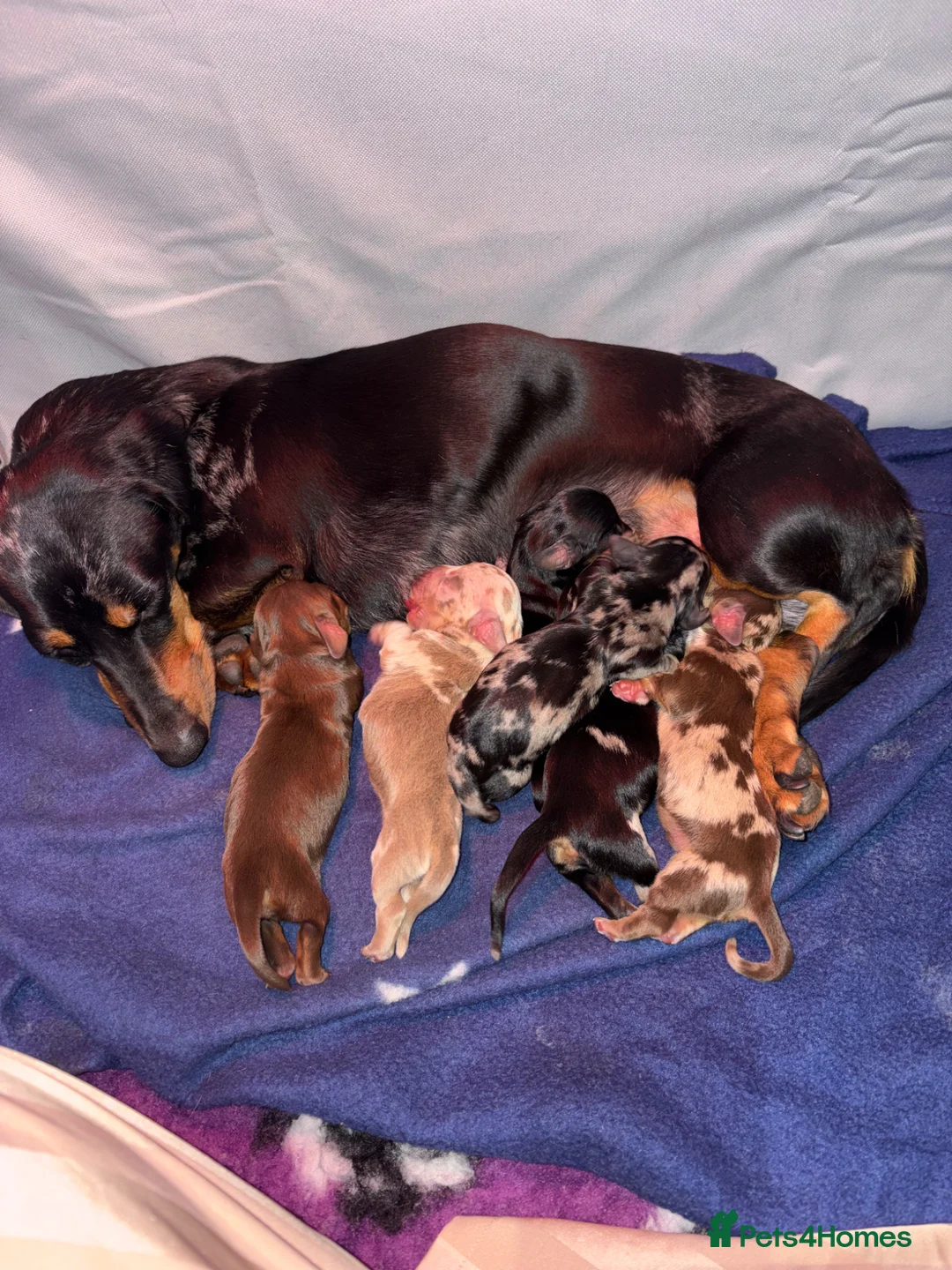 Miniature Dachshund dogs for sale: 2 beautiful miniature dachshunds  - Advert 9