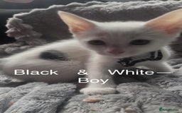 Mixed Breed cats for sale: Kittens  - Image 4