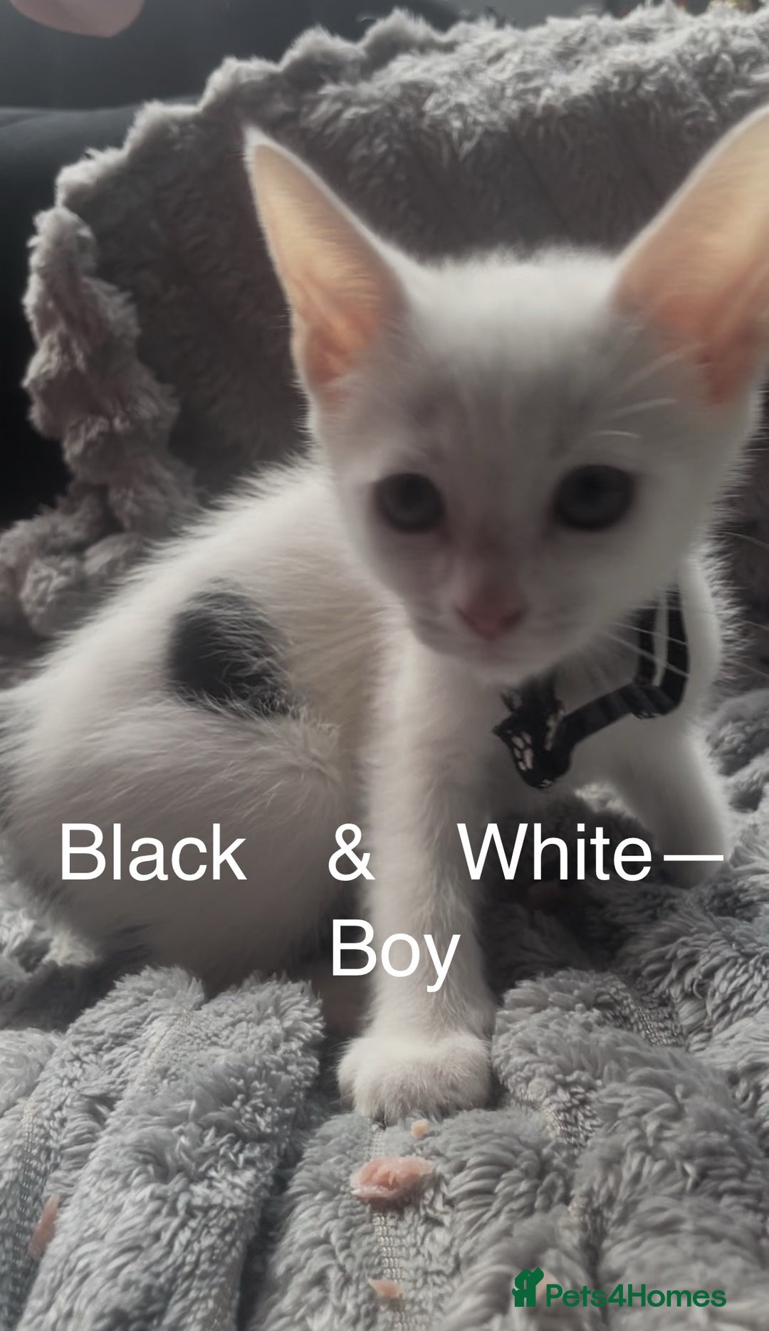 Mixed Breed cats for sale: Kittens  - Image 4