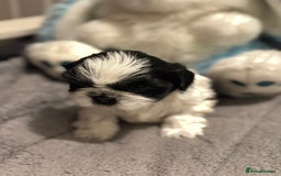 Shih Tzu dogs for sale: Shih Tzu  - Advert 14