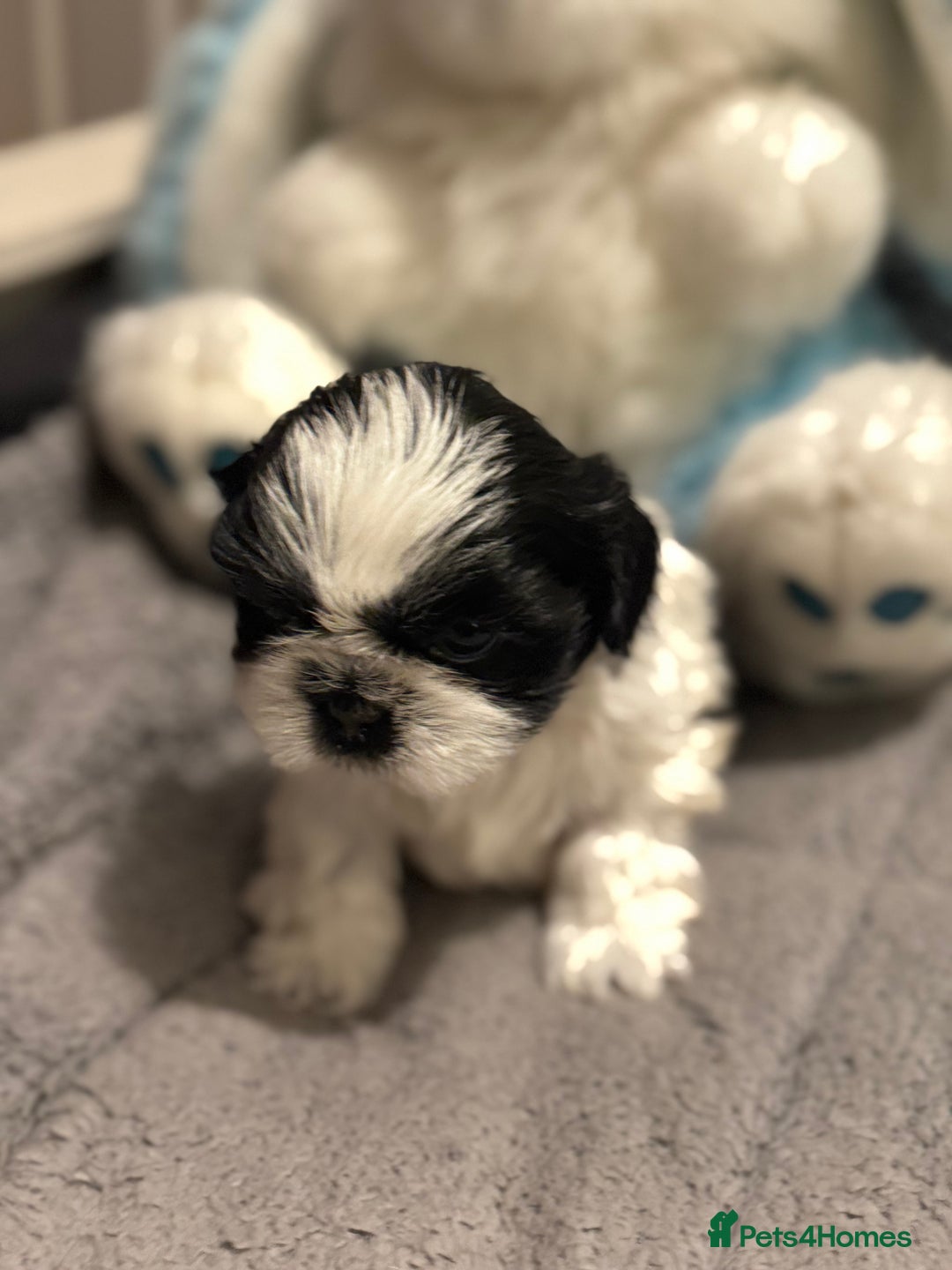Shih Tzu dogs for sale: Shih Tzu  - Advert 14
