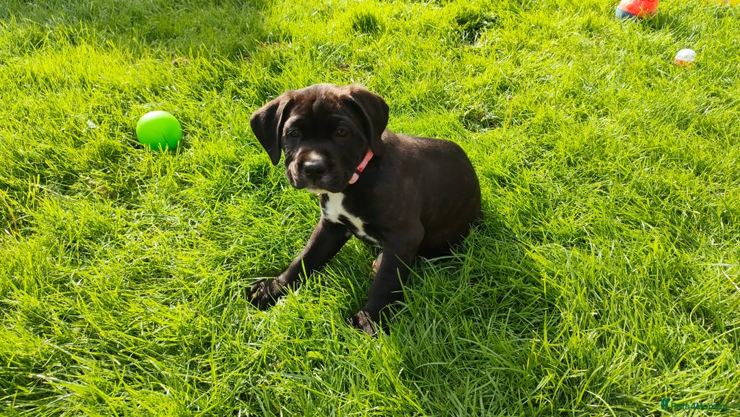 Mixed Breed dogs for sale: Cane Corso x Puppies  - Image 15