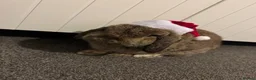 Mini Lop rabbits for sale: Male & Female Mini Lops in Hull - Advert 2