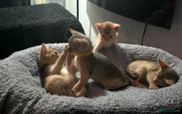 Abyssinian cats for sale: Abyssinian kittens for sale - Image 1