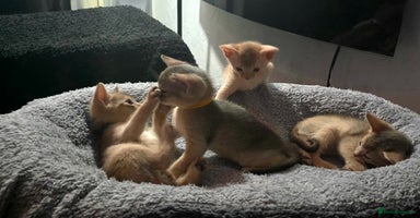 Abyssinian cats - Advert 11