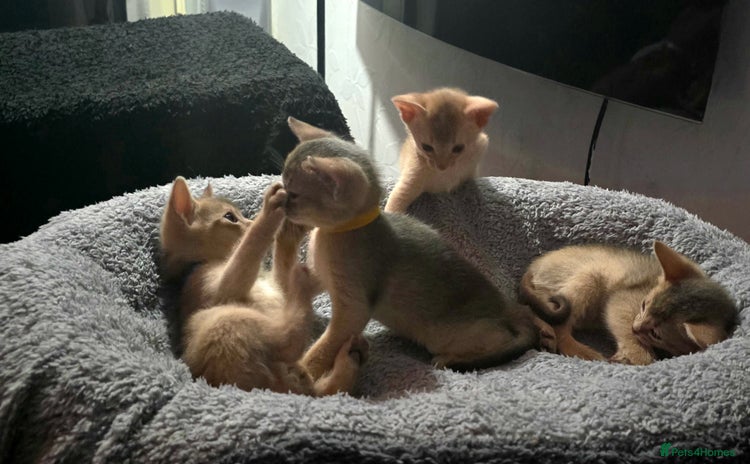 Abyssinian cats - Advert 1