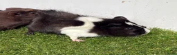 Guinea Pig rodents for sale: Calm, Guineas pig girls  - Advert 1