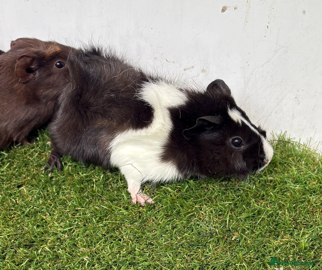 Guinea Pig rodents for sale: Calm, Guineas pig girls  - Advert 1