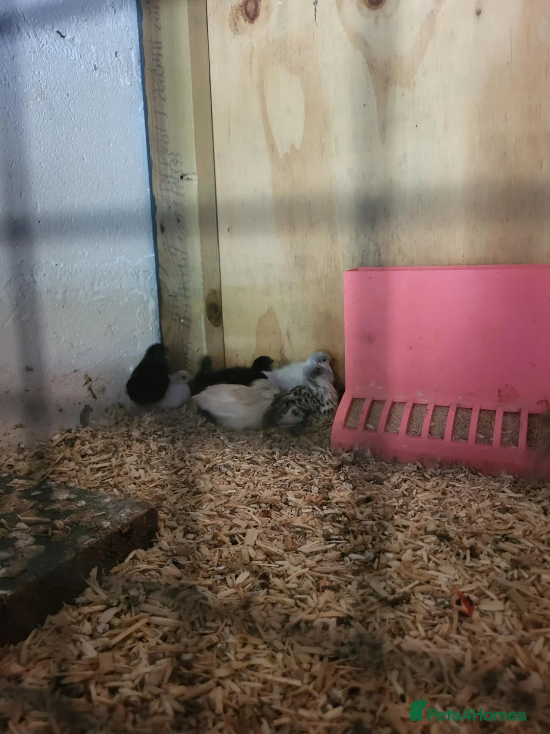 Quail poultry for sale: 4 week old button quail. Unsexed - Advert 1