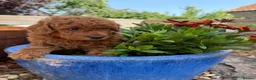 Poodle dogs for sale: Miniature homebred  red poodle pups male  - Advert 3
