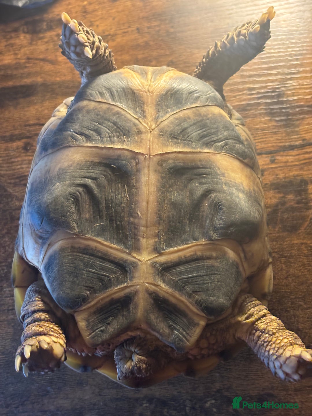 Tortoise reptiles for sale: Russian/Horsefeild Tortoise - Advert 5
