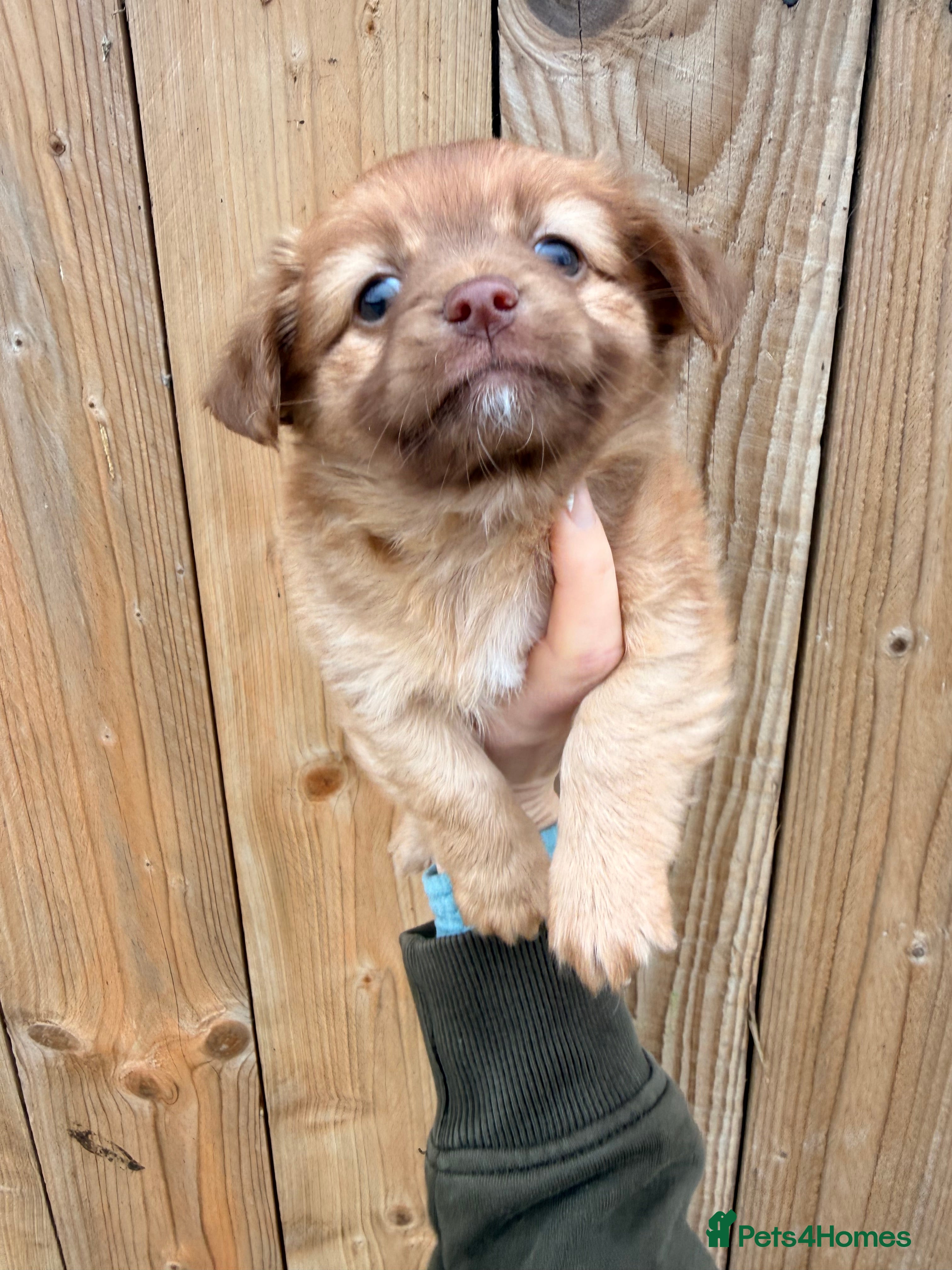 Mixed Breed dogs Fluffy Floppy ear kc chi x mini JRT puppies - Advert 5
