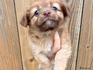 Mixed Breed dogs Fluffy Floppy ear kc chi x mini JRT puppies - Advert 4