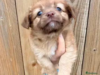 Mixed Breed dogs Fluffy Floppy ear kc chi x mini JRT puppies - Advert 16