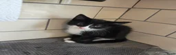 Mixed Breed cats for sale: Gorgeous male kitten looking for his forever home in Leeds - Advert 7