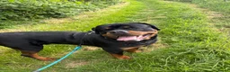 Rottweiler dogs for sale: Ronnie  Friendly, Loving 12 Month Male Rottweiler - Advert 4