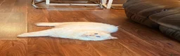 Ragdoll cats for stud: Flame ragdoll stud GCCF & Tica registered - Advert 4