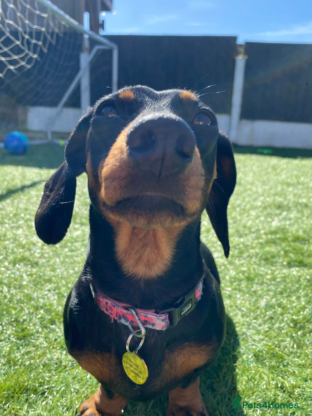 Dachshund dogs for sale: Dachshund girl 4 years old  - Advert 6