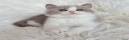 British Shorthair cats for sale: Stunning British shorthair kittens  - Advert 26