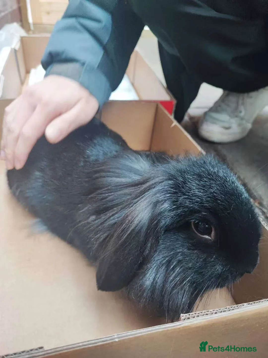 Mixed Breed rabbits for sale: A cute little rabbit - Advert 12