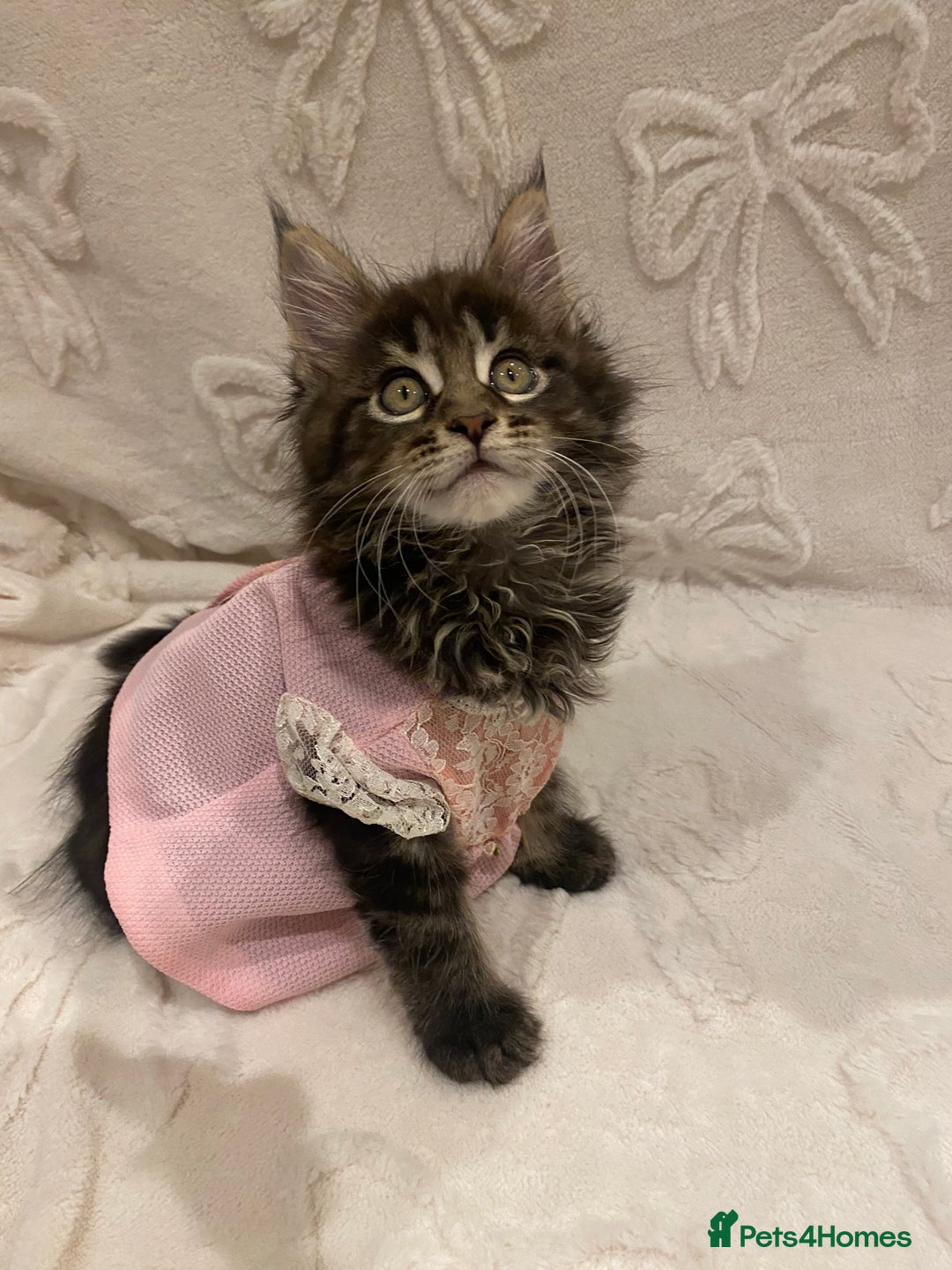 Maine Coon cats for sale: ✨pedigree maine coon kittens - Extra Large lines ✨ - Advert 6