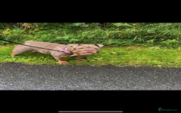 English Bulldog dogs for sale: English Bulldog - KC Registered - 5 generation - Image 3