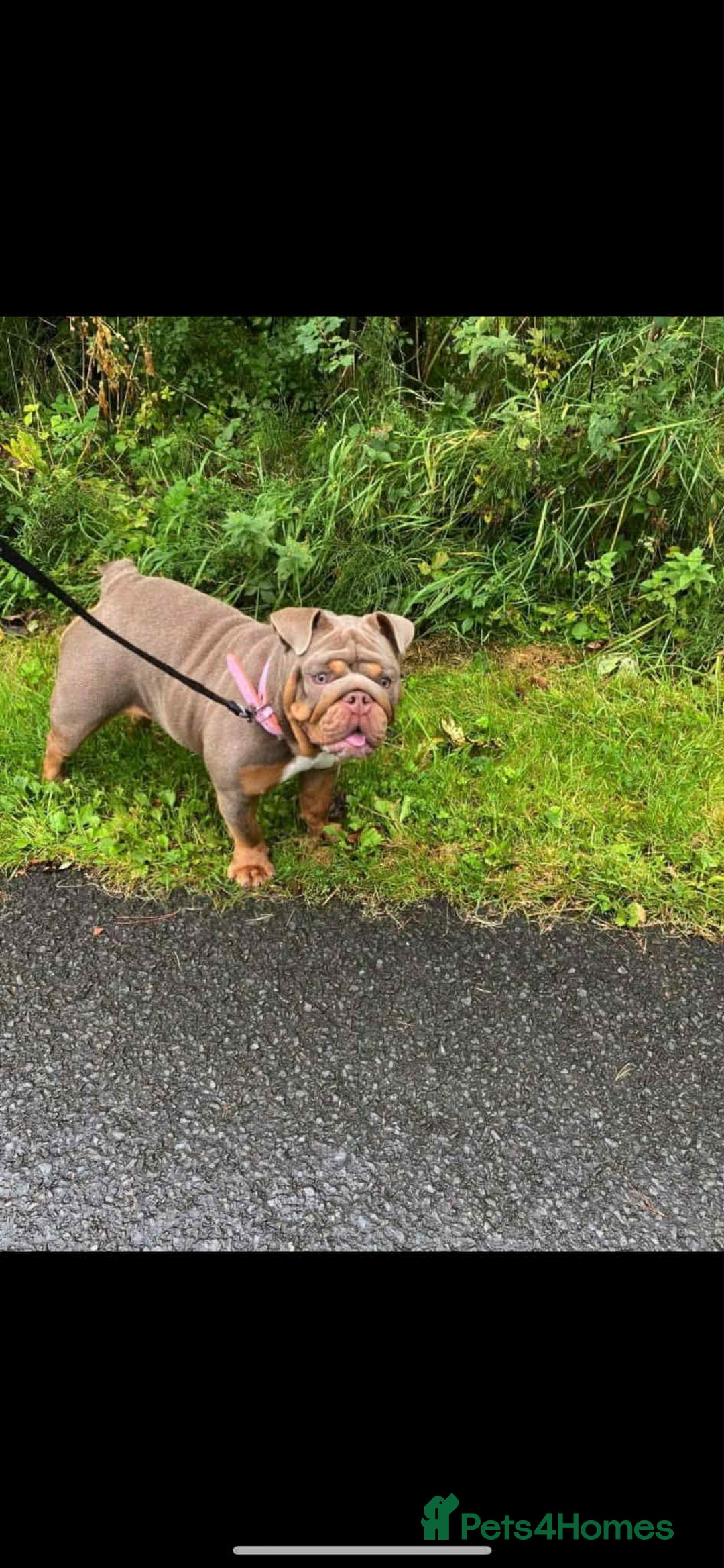 English Bulldog dogs for sale: English Bulldog - KC Registered - 5 generation - Image 3