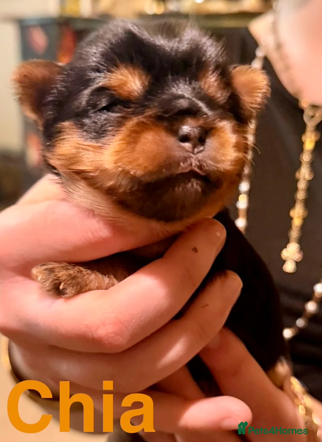 Yorkshire Terrier dogs for sale: Miniature Yorkshire Terriers - Advert 11