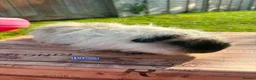 Guinea Pig rodents for sale: Lunkarya  - Advert 21