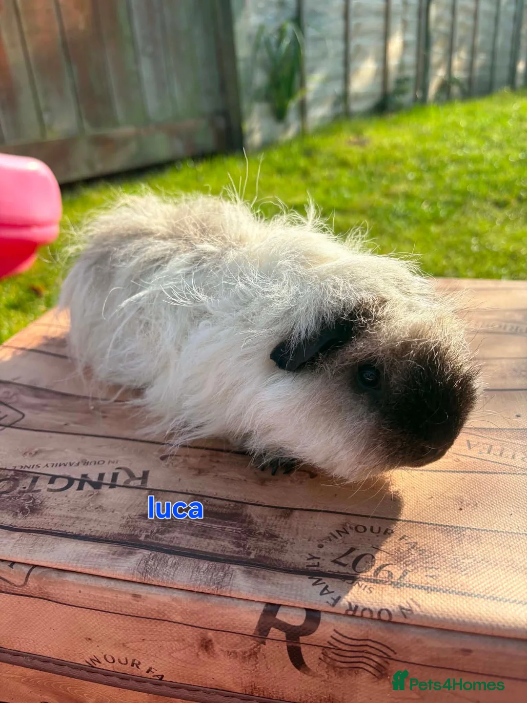 Guinea Pig rodents for sale: Lunkarya  - Advert 21