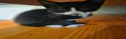 Mixed Breed cats for sale: 3 females  - Advert 7