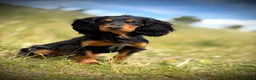 Cocker Spaniel dogs for sale: KC registers cocker Puppys  - Advert 6