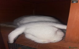 Mini Lop rabbits for sale: 2 English Mini Lop Rabbits - Image 4
