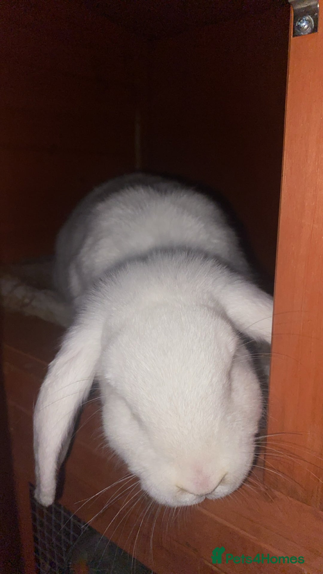 Mini Lop rabbits for sale: 2 English Mini Lop Rabbits - Image 4