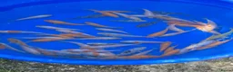 Koi Carp fish for sale: 1000’s Koi Fry 1-3 inches in Ormskirk - Advert 4