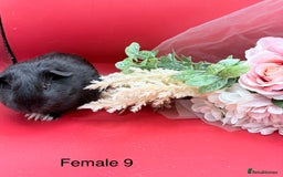 Guinea Pig rodents for sale: Beautiful female guinea pigs  - Image 9