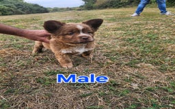 Mixed Breed dogs for sale: Chocolate frenchie X Chow carrying pink  - Image 22