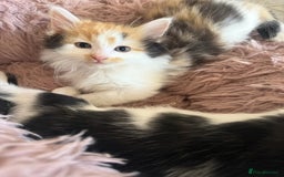 Mixed Breed cats for sale: Fluffy Turkish Angora mixed breed kittens  - Image 17
