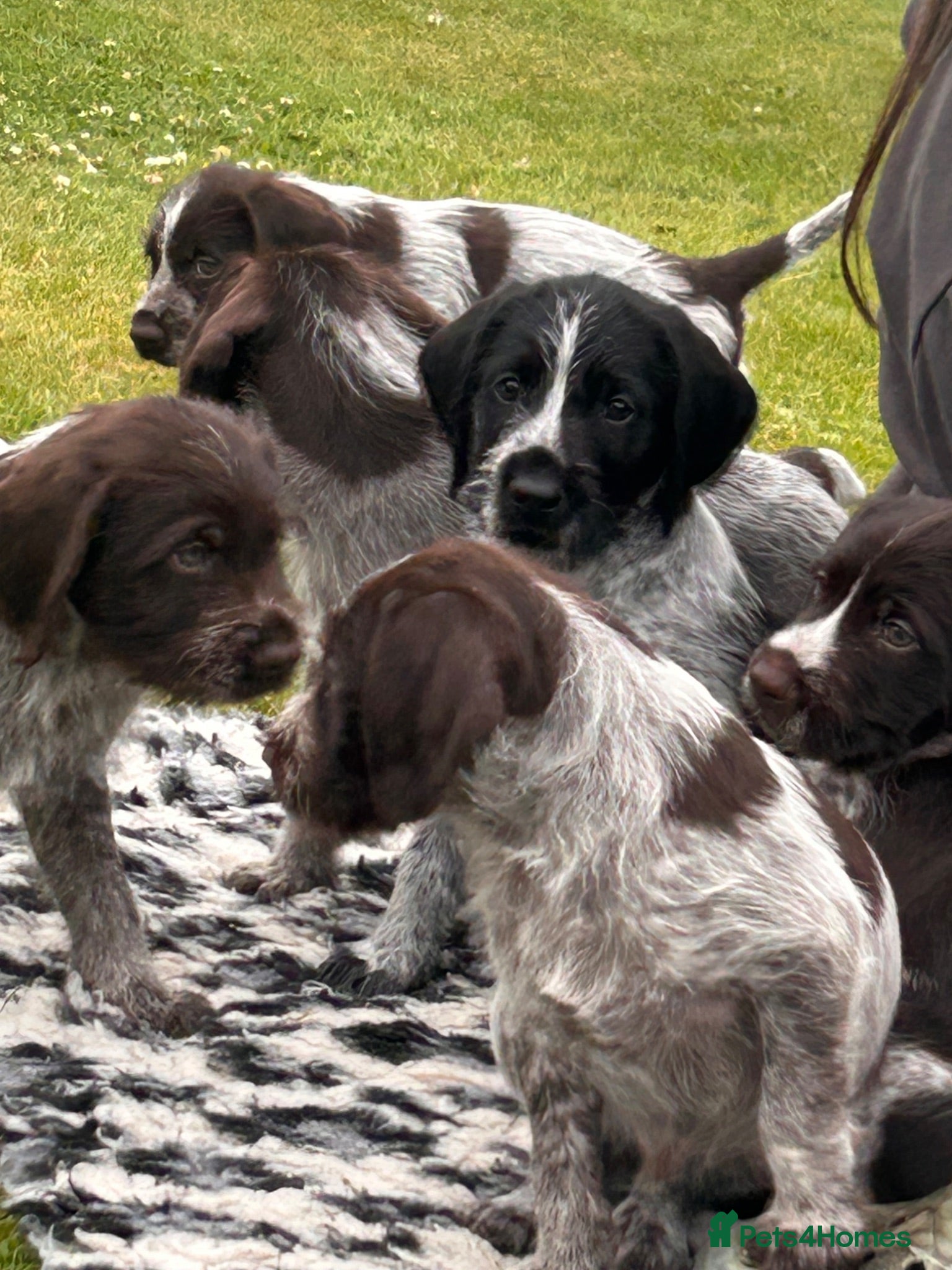 German Wirehaired Pointer dogs German Wirehaired Pointer Puppies - Advert 1