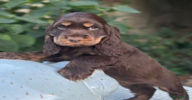 Cocker Spaniel dogs - Advert 12