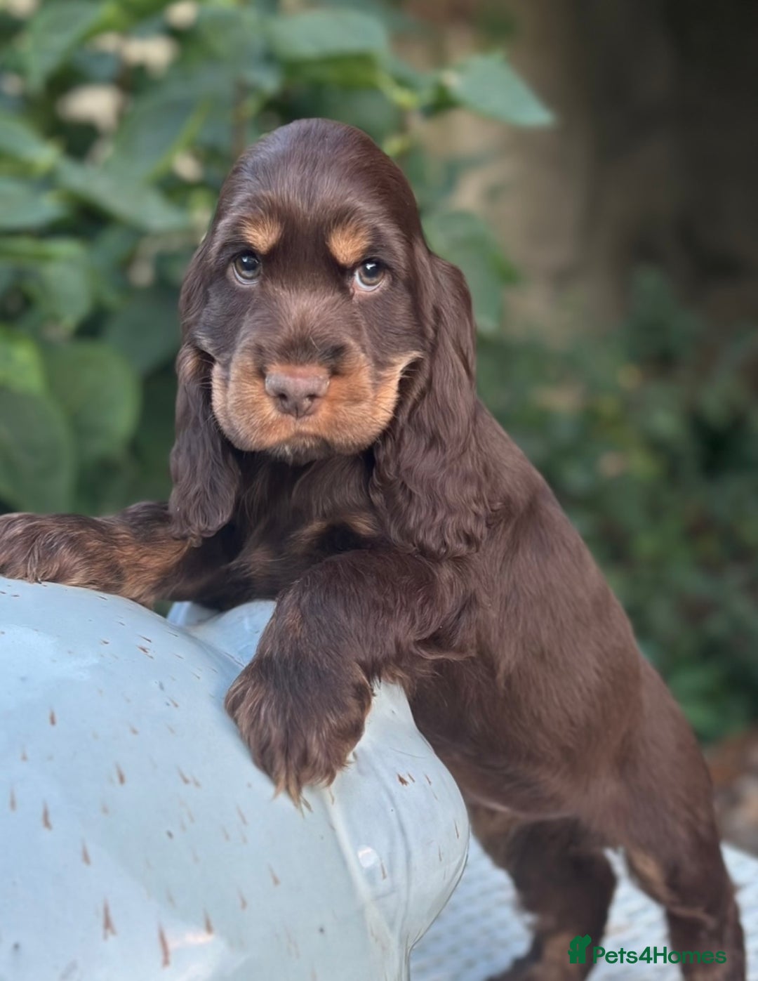 Cocker Spaniel dogs for sale: Stunning show cocker spaniels  - Image 2