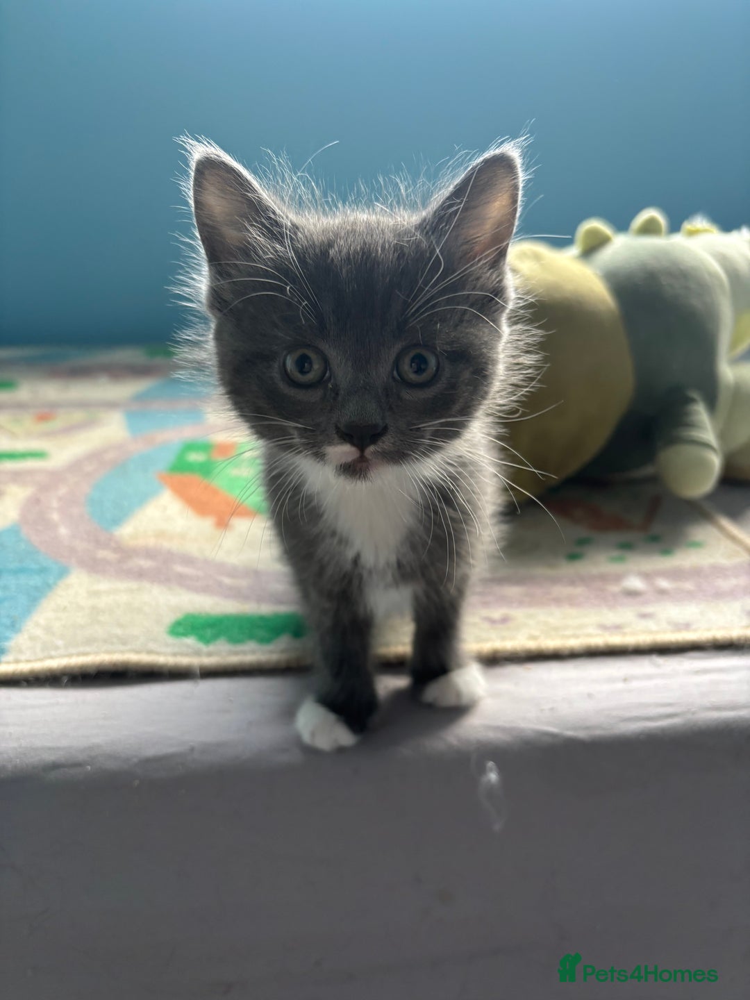 Domestic Shorthair cats for sale: Cute Kittens - Image 4
