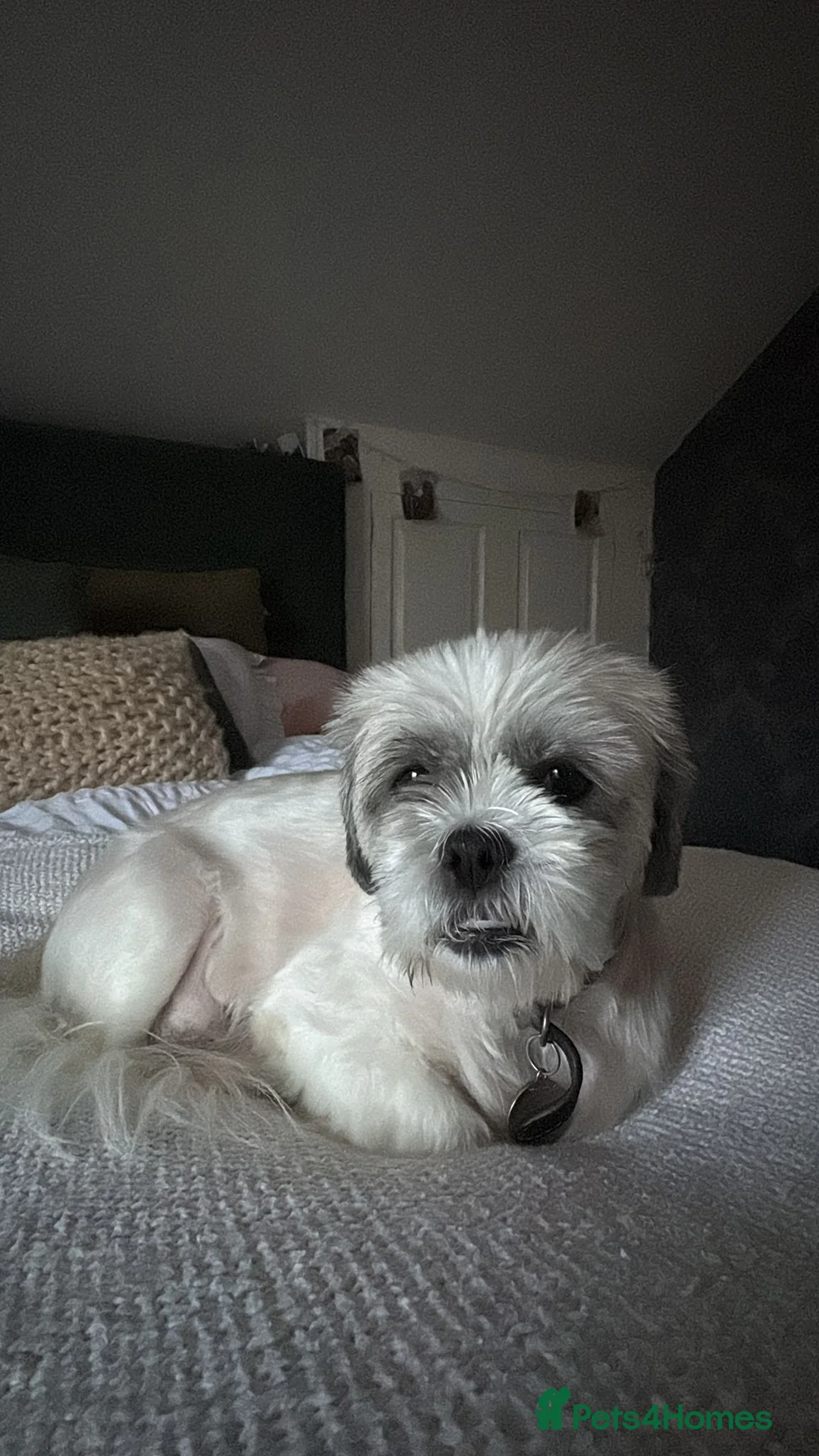 Lhasa Apso dogs for sale: Pure bred Lhasa apso pups in Cookstown - Advert 16