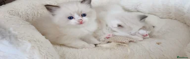Ragdoll 3