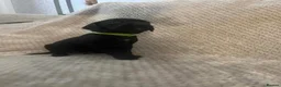 Mixed Breed dogs for sale: Staffie cross pups in Peterlee - Advert 5